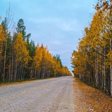 yaprak döken orman sonbahar yolda