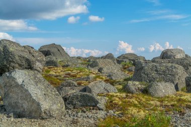 Dağ Tundra yaz bitki örtüsü
