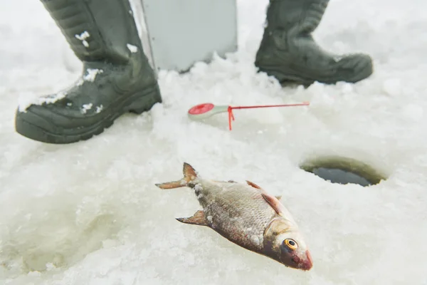 Pêche hivernale capture sur glace — Photo