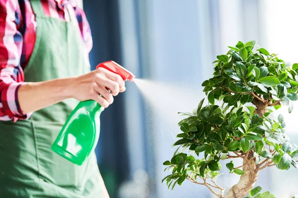 Bonsai bakım ve houseplant büyüme eğilimi. Küçük ağaç sulama. — Stok fotoğraf