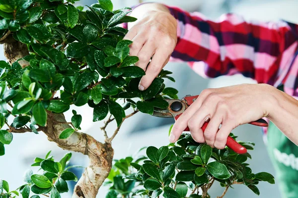 Bonsai. houseplant büyüme eğilimi. Budama küçük ağaç. — Stok fotoğraf