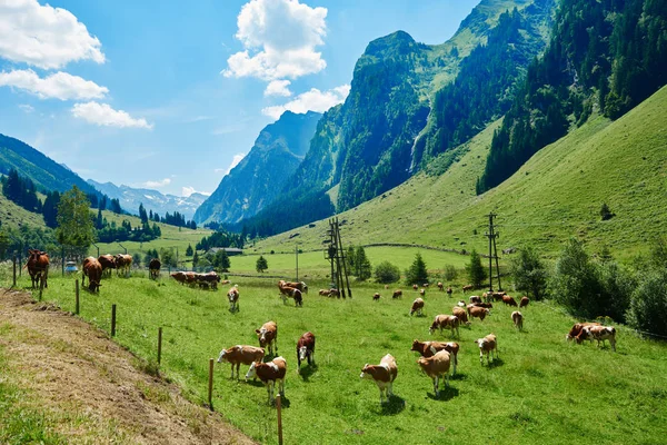 Porträtt av brun ko — Stockfoto