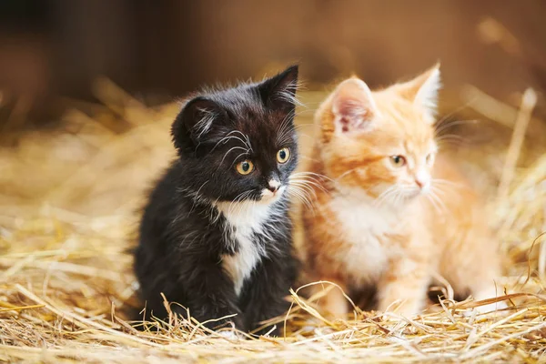 Två kattunge på hö. Svart och rött — Stockfoto