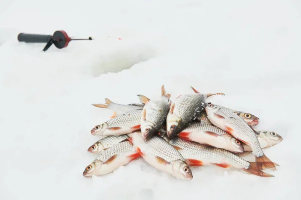 Pesca invernale. Pesce scarafaggio cattura sulla neve — Foto Stock