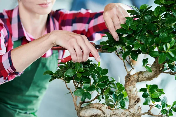 Bonsai. houseplant büyüme eğilimi. Budama küçük ağaç. — Stok fotoğraf