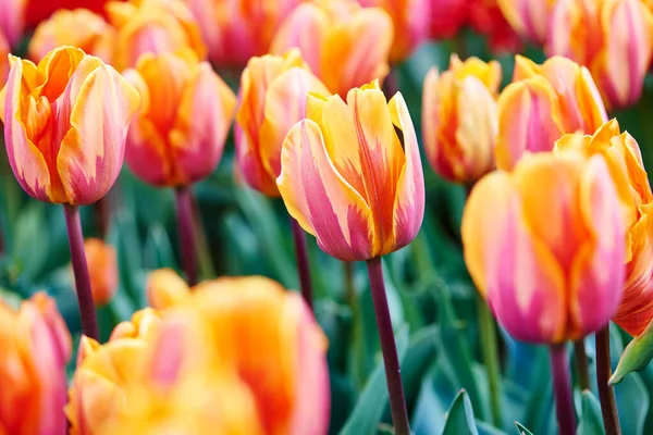 Kleurrijke lente tulpen bloemen veld — Stockfoto