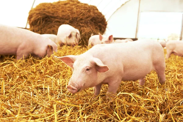 猪饲养场用干草和稻草喂养小猪 — 图库照片