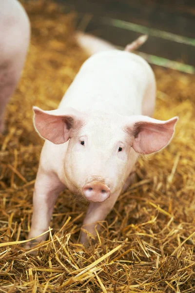 돼지 사육장에서 건초와 짚을 먹고 있는 새끼 돼지 — 스톡 사진