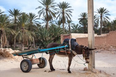 Tunus, Afrika 'da dar bir Medine caddesinde sütunlara bağlı at arabasıyla dinlenen eşek.