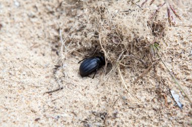 Scarabeus böceği Sahra Çölü 'nde, Tunus' ta, Afrika 'da bir delikte saklanır.