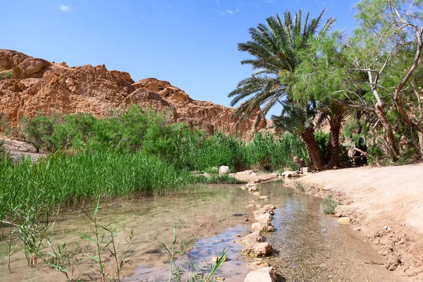 サハラの国境にあるチェビカ山のオアシスの自然 ヤシの木の下に水の中の石からラインで湖 Djebel Negueb Tourer 西チュニジア アフリカ — ストック写真