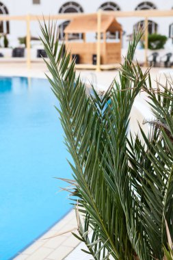 Yeşil bitkiler ön planda, boş bir otel havuzunun sakin suyuyla, tatil sezonu iptal edildi.