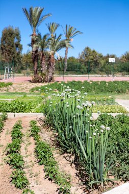 Yeşil soğanlı sebze bahçesi ve diğer bitkiler Tunus, Afrika kırsalında arka bahçededir.