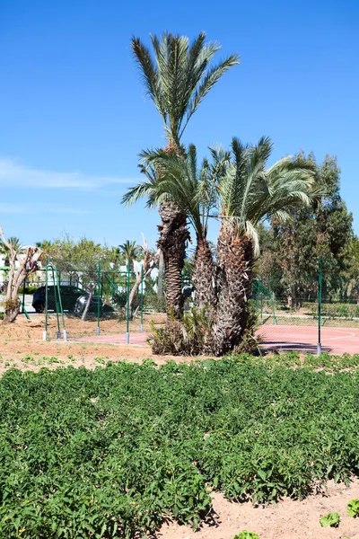 突尼斯 一个乡村 棕榈树下 阳光灿烂的天空下 种满了绿色植物的开阔地 — 图库照片