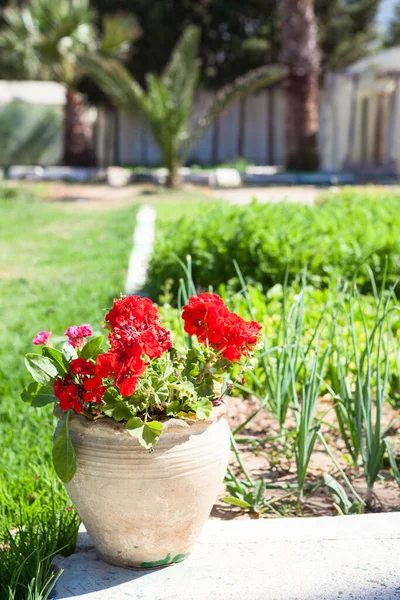 Kırmızı Çiçekli Taş Sürahinin Süslemesi Soğan Tohumu Bahçesine Yakın — Stok fotoğraf