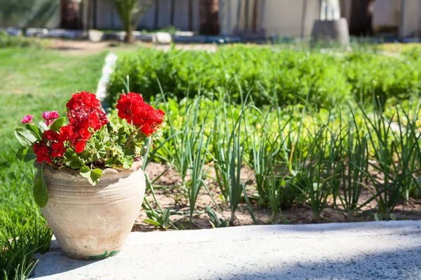 红花粘土壶靠近栽培的种子地 绿葱生长 — 图库照片