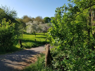 İlkbaharda doğanın parçaları 