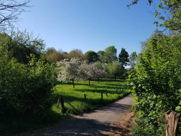 İlkbaharda doğanın parçaları 