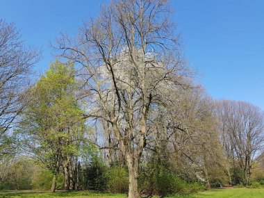 İlkbaharda doğanın parçaları 