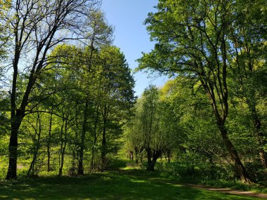 İlkbaharda doğanın parçaları 