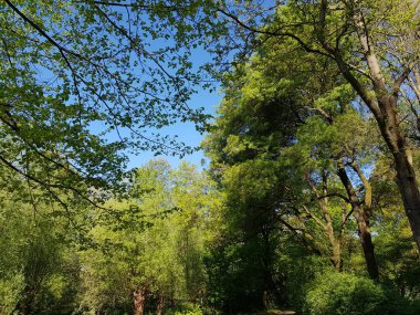 İlkbaharda doğanın parçaları 