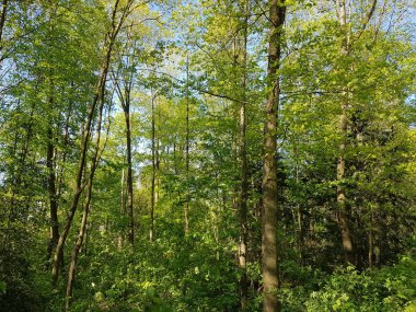 İlkbaharda doğanın parçaları 