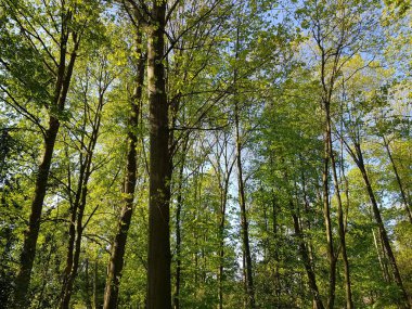 İlkbaharda doğanın parçaları 