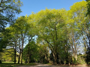 İlkbaharda doğanın parçaları 