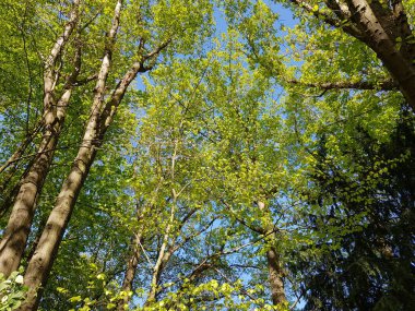 İlkbaharda doğanın parçaları 