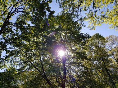 İlkbaharda doğanın parçaları 