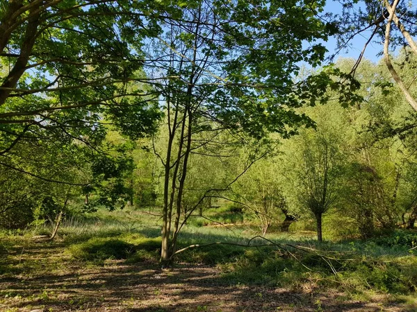 Fragmente Der Natur Frühling — Stockfoto