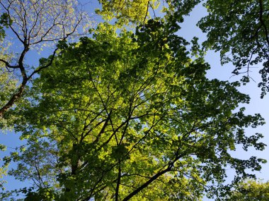 İlkbaharda doğanın parçaları 