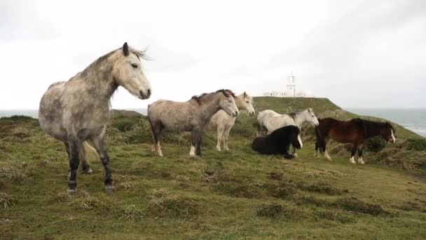 Wild Horses Countryside Wales Rain Storm Herd Ponies Outdoors Lighthouse Royalty Free Stock Video