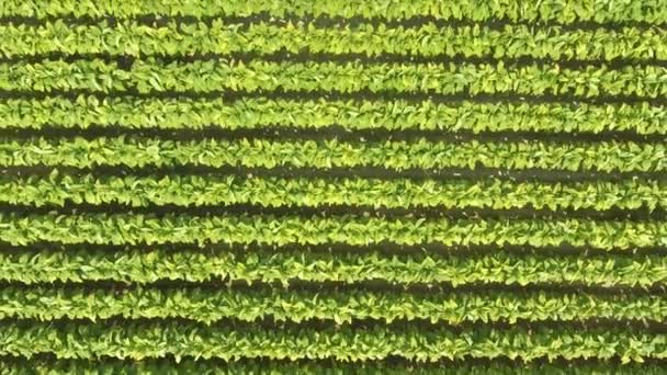 Vista Aérea Superior Uma Plantação Tabaco Itália Agricultura Conceitos Natureza — Vídeo de Stock