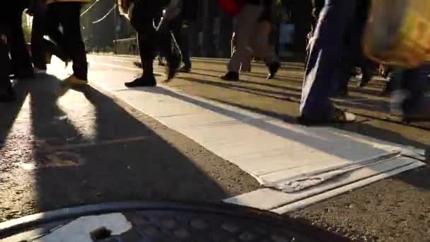 人们在斑马线上横穿马路 角度低 步行关门 在多伦多 人们带着太阳耀斑在多伦多的马路上行走 旅行和通勤概念 — 图库视频影像