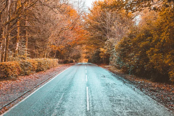 Countryside road through the wood in autumn