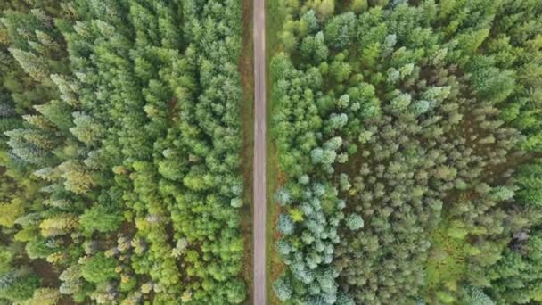 Droga wiejska przez zielone drewno — Wideo stockowe