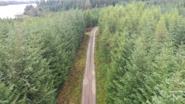 Route de campagne à travers le bois vert — Video