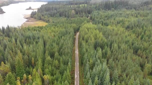 Route de campagne à travers le bois vert — Video