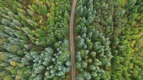 Route de campagne à travers le bois vert — Video