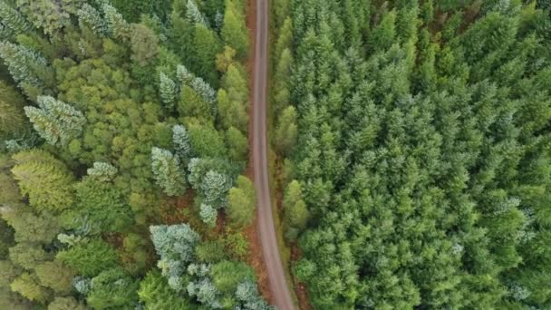 Деревенская дорога через зеленое дерево — стоковое видео