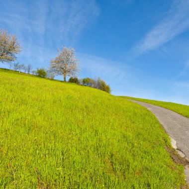 Mera erken sabah İsviçre arasındaki dar asfalt yol. Çayırlar ve çiçekli ağaçlar, yatay, İsviçre