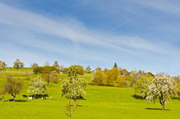 Koeien Grazen Fris Groene Bergweiden Veehouderij Zwitserland Velden Weide Bloeiende — Stockfoto
