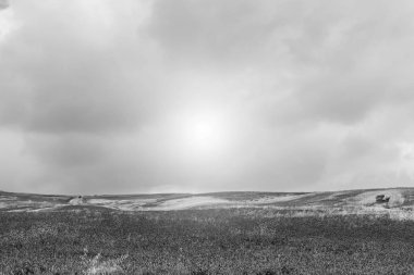 Sicilya tepelerinde alanların güneş doğarken çiçeklenme. Siyah beyaz resim