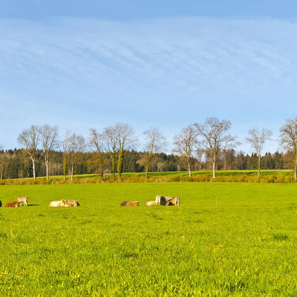 Vacas Pastando Pastos Verdes Frescos Montaña Ganadería Suiza Campos Prados — Foto de Stock