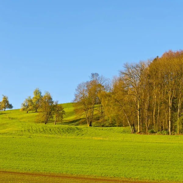 森林と草原早朝スイスの風景 スイス 牧草地で農業 — ストック写真