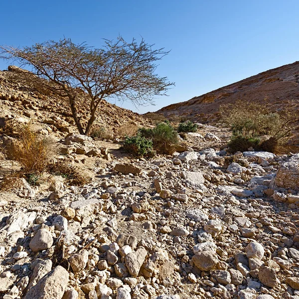 Скалистые Холмы Пустыни Негев Израиле Высеченные Ветром Скалы Пустыне Южный — стоковое фото