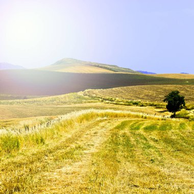 Buğday alanları Sicilya. Sicilya manzara gündoğumu, tepeler, çiçekler, mera ve güneş ışığı