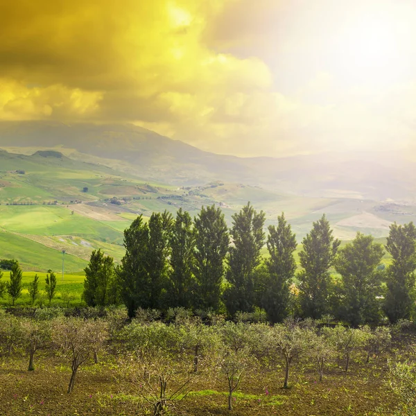 Sicilianskt Landskap Vid Soluppgång Kullar Fält Blommor Betesmark Och Solljus — Stockfoto