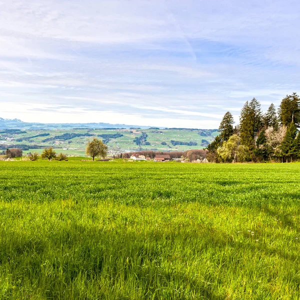 스위스의 알프스의 배경에 풀밭으로 둘러싸인 산맥의 산기슭에 스위스의 — 스톡 사진